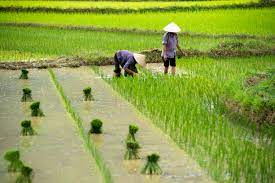 Rice field with two people working the feild