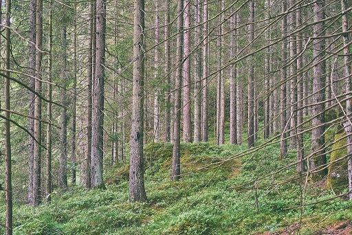Swedish forest image