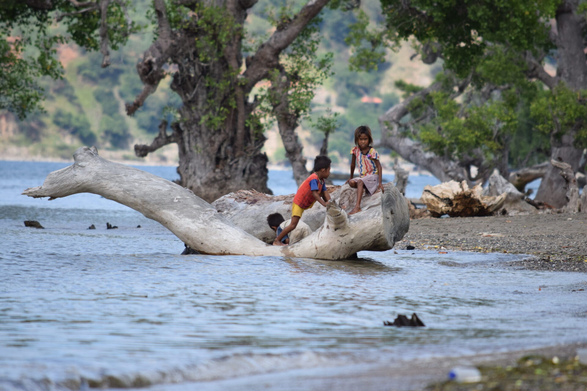 Children playing on mangrove stump in Tibar Bay, Timor Leste. Photo by USAID Adapt Asia-Pacific