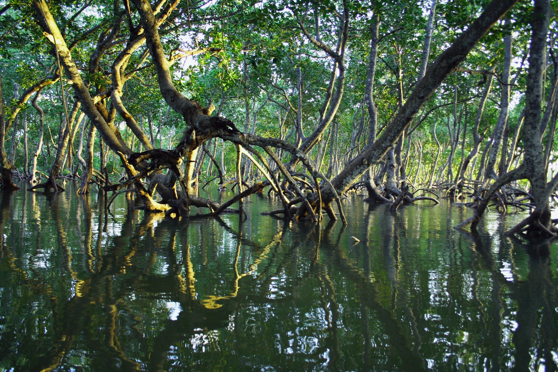 mangrove trees on flooded ground with a green canopy
