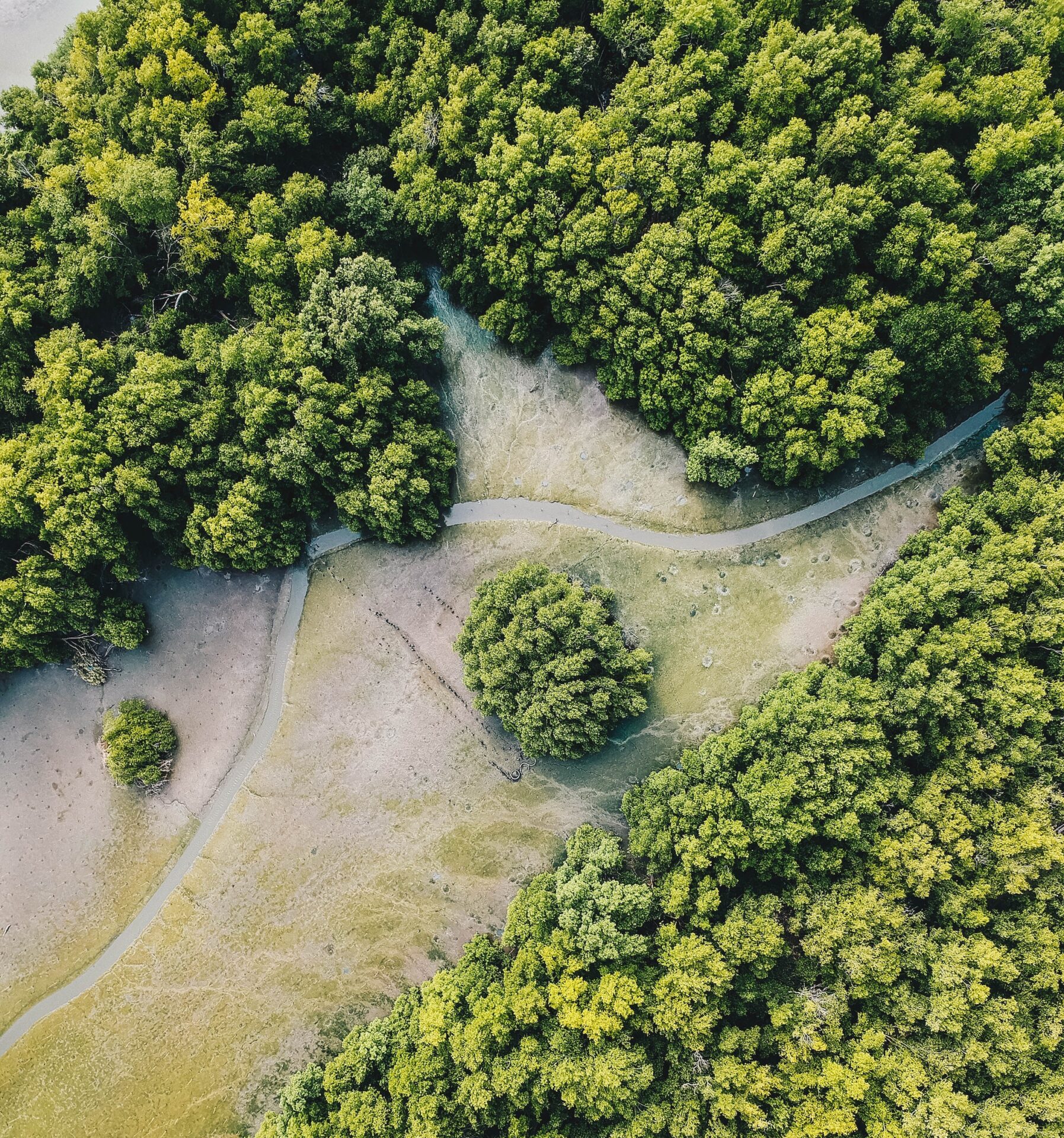 aerial view of mangroves on a coast