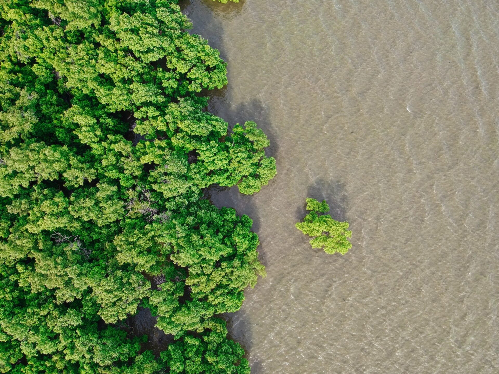 a view of a stand of mangroves on the coast from above