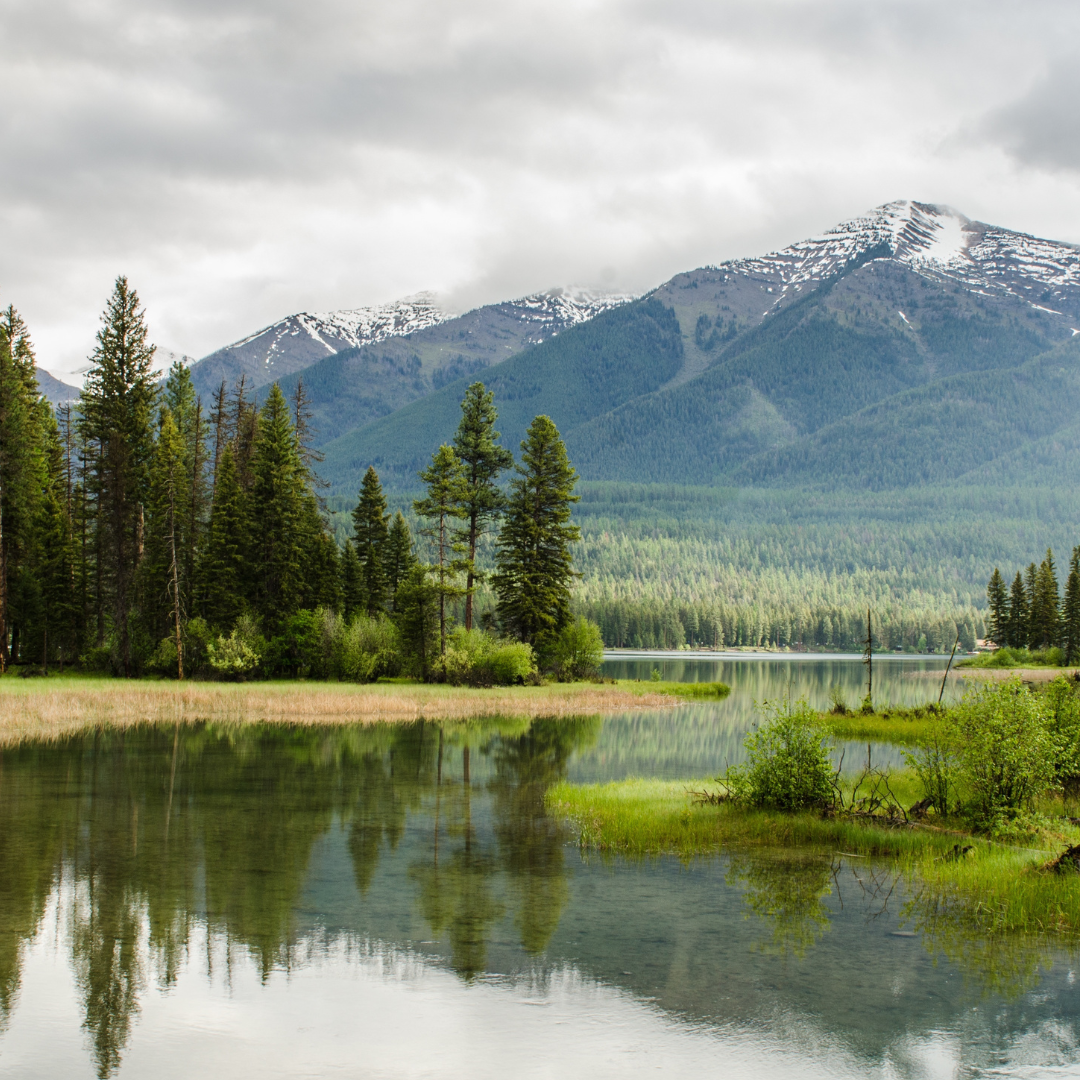 boreal wetlands, forests, and forest management