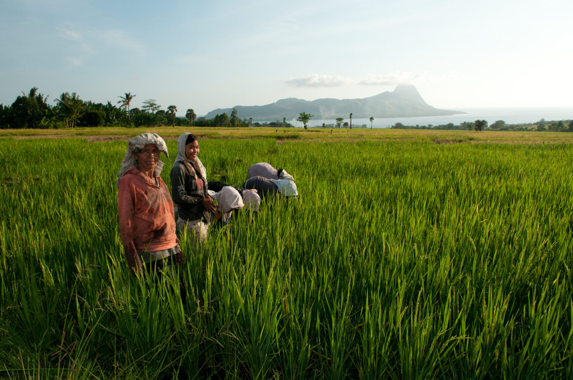 Women weeding the rice fields