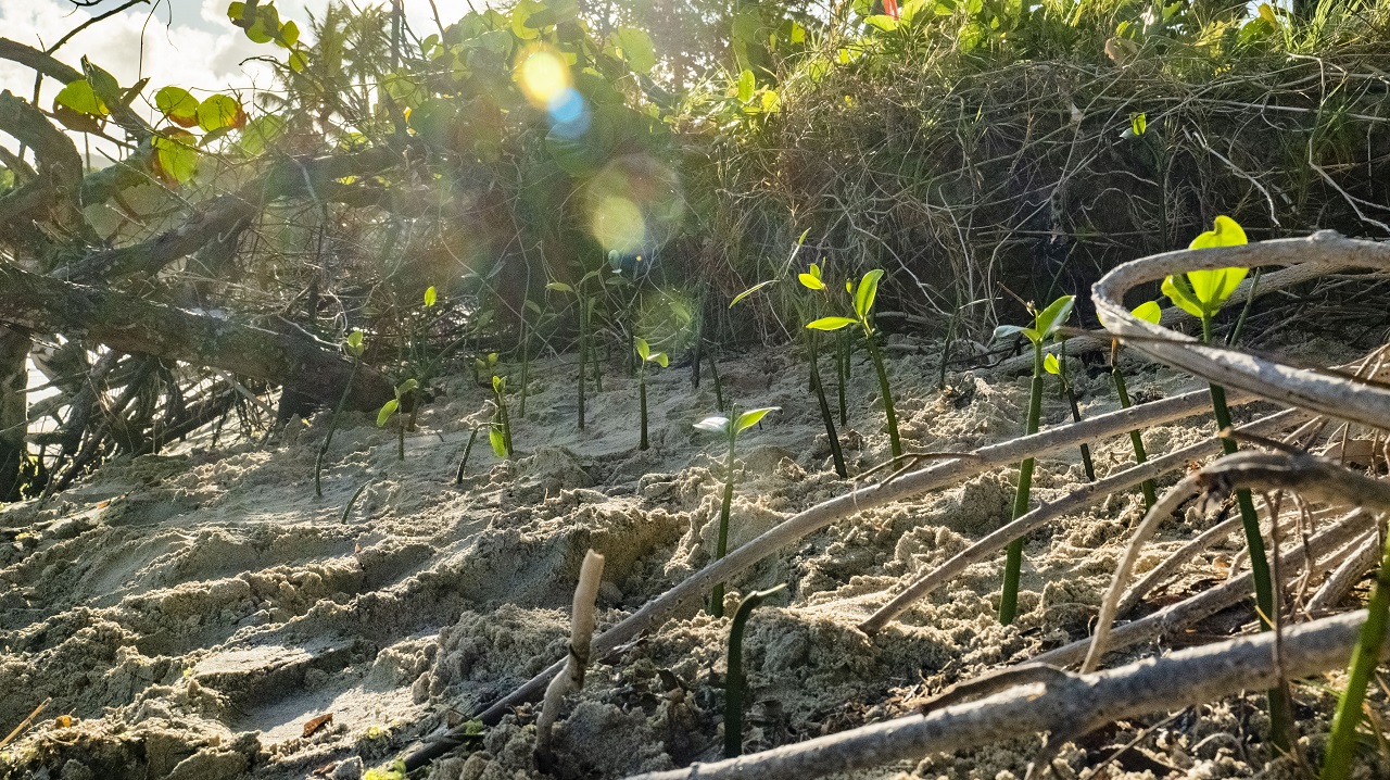 Photo Credit: Samuel Ogilvie, mangrove planting in Carriacou through the Lauriston Restoration and Rehabilitation Project.