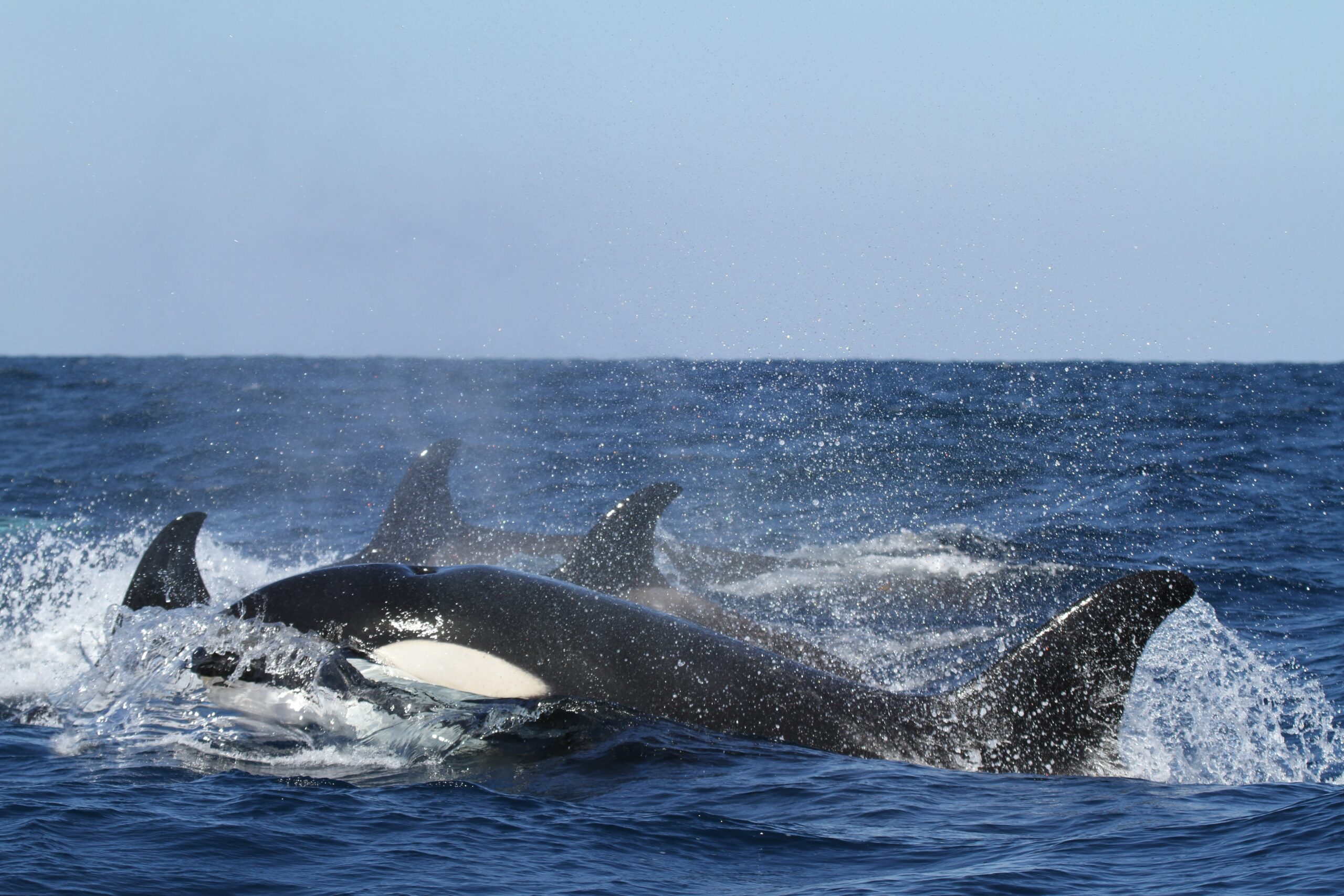 Image displays orcas swimming in the ocean.