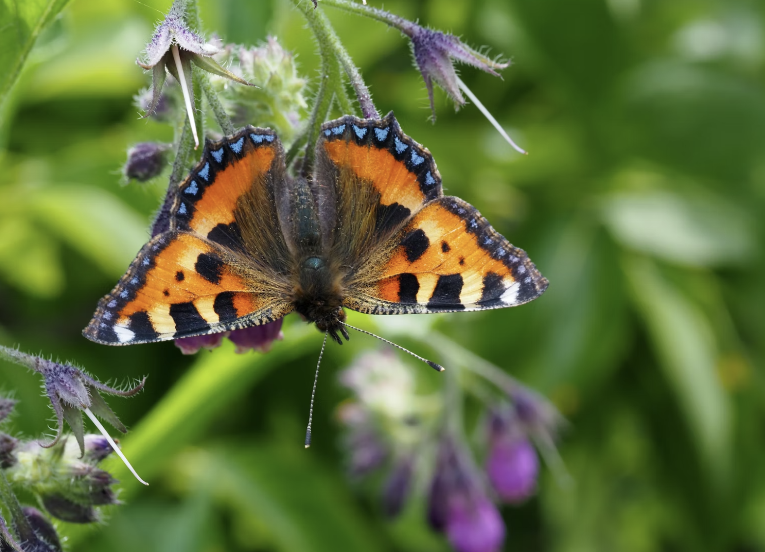 Orange and black butterfly perched on a green and purple plant