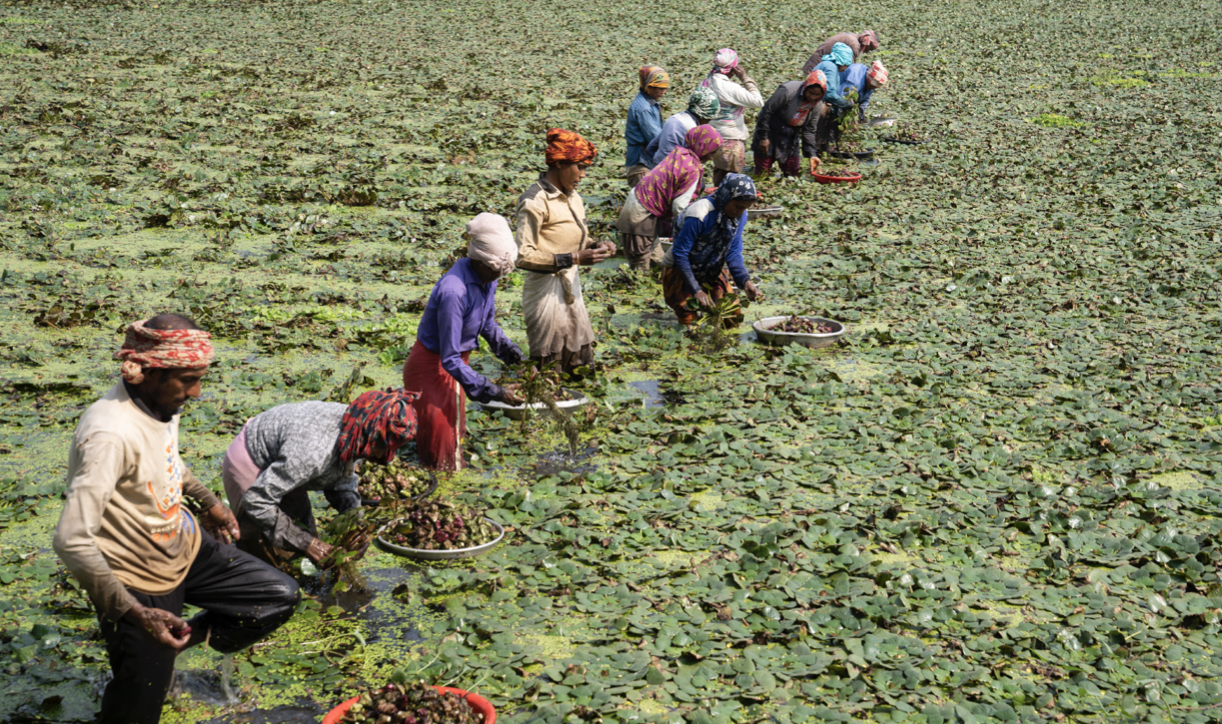 People collecting water chestnuts from a pond in Shyamnagar, Satkhira