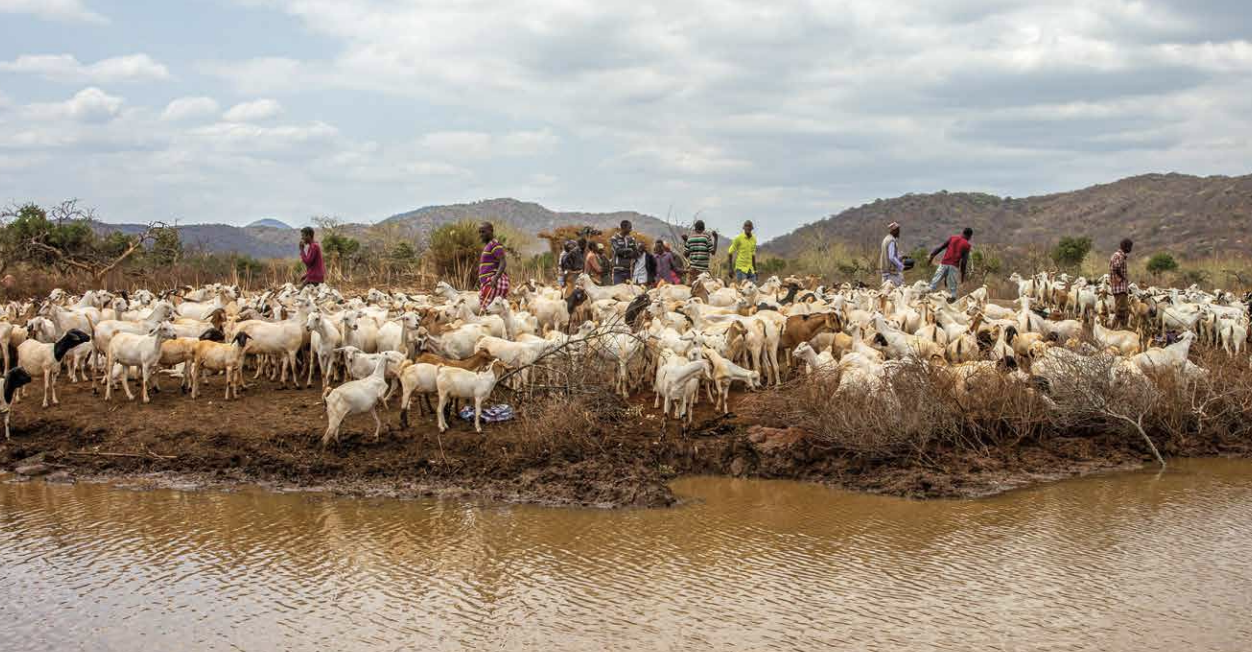Cattle herders bring their livestock to Illadu water pan managed by the rangeland committee in Moyale, Kenya. Image by Patrick Meinhardt / Mercy Corps.