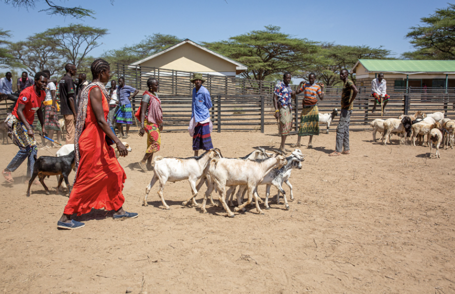 People sell cattle at Ngaremara Livestock Sale Yard, Kenya, refurbished by the Ward Planning Committee through the Drought Resilience grant. Image by Patrick Meinhardt / Mercy Corps.