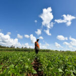 How climate science is – and is not – shaping adaptation planning in southern Africa