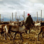 Understanding adaptation landscapes: Mapping the complexity of decision-making in Sámi reindeer herding